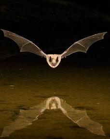 在线观看 蝙蝠,揭秘蝙蝠的神秘世界  第3张